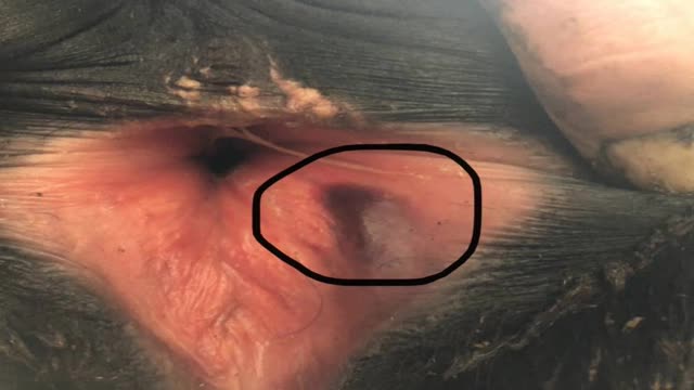 <p>and bruising is present often.</p>