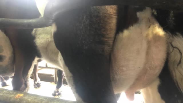 <p>Their stomach isn’t protruding like this
BUT NOTE A SLAB SIDED COW CAN STILL HAVE A CALF IN THE PELVIC CAVITY.</p>