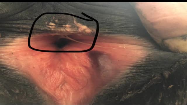 <p>Once calved it is torn like this.</p>
