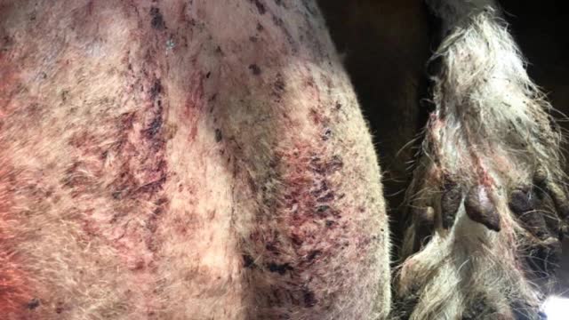 <p>Often there is blood on the udder, tail or legs</p>