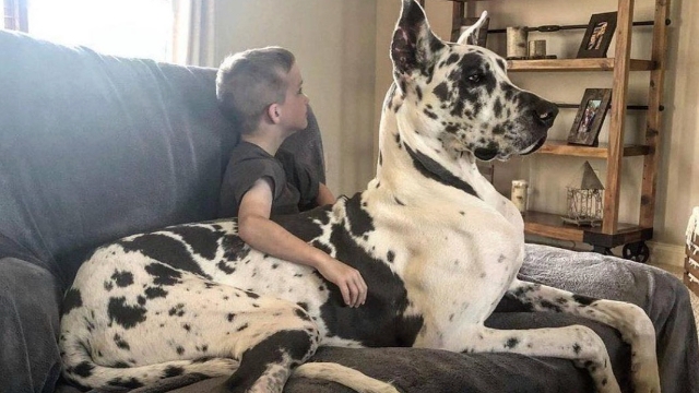 <p>Take pet into lap</p>
