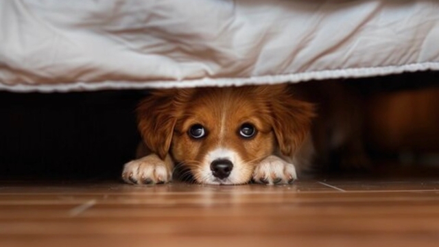 <p>Find pet</p>
