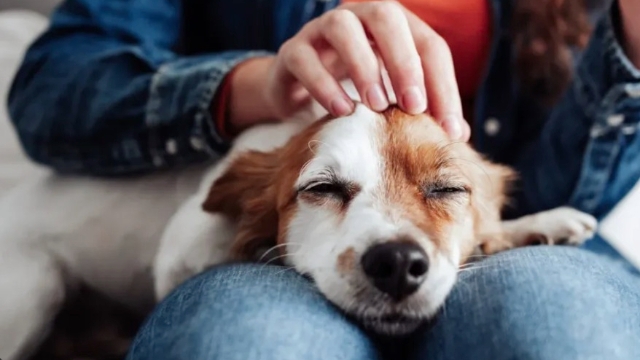 <p>Pet your pet</p>
